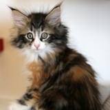 Falbala, 8 weeks old