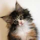 Falbala, 8 weeks old