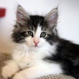 Falcon, 8 weeks old