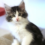Falcon, 8 weeks old