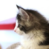 Falcon, 8 weeks old