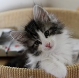 Falcon, 8 weeks old