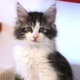 Falcon, 8 weeks old