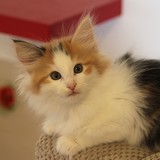 Fire and Ice, 8 weeks old