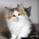 Fire and Ice, 8 weeks old