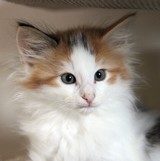 Fire and Ice, 8 weeks old
