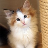 Fire and Ice, 8 weeks old