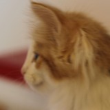 Fire and Ice, 8 weeks old