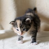 Fanta, 2 weeks old
