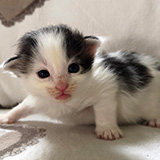 Fast and Furious, 2 weeks old