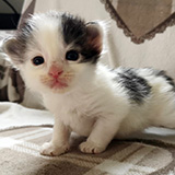 Fast and Furious, 2 weeks old