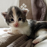 Fiji, 2 weeks old
