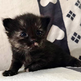 Flika, 2 weeks old