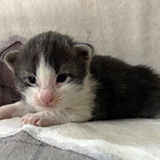 Flubber, 2 weeks old