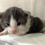 Flubber, 2 weeks old