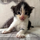 Franklin, 2 weeks old