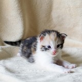 Frasquita, 2 weeks old