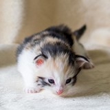 Frasquita, 2 weeks old