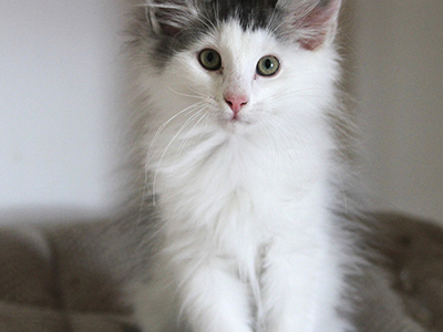 Flamingo, 3 months old
