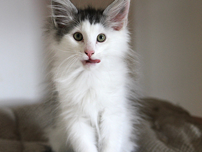 Flamingo, 3 months old