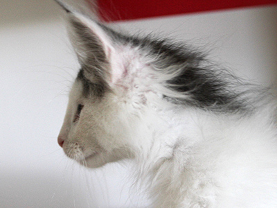 Flamingo, 3 months old