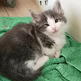Flubber, 6 weeks old
