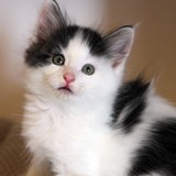 Fargo, 7 weeks old