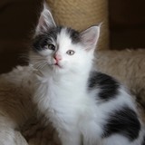 Fargo, 7 weeks old