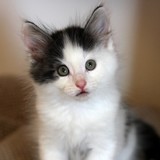 Fargo, 7 weeks old