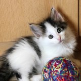 Fast and Furious, 7 weeks old