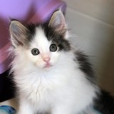 Fast and Furious, 7 weeks old