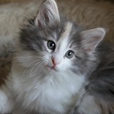 Fiji, 7 weeks old