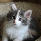 Fiji, 7 weeks old