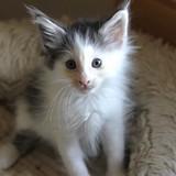 Flamingo, 7 weeks old