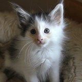 Flamingo, 7 weeks old