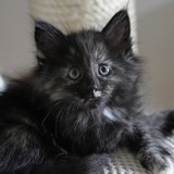 Flika, 7 weeks old