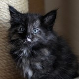 Flika, 7 weeks old