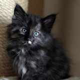 Flika, 7 weeks old
