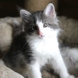 Flubber, 7 weeks old