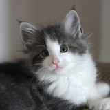 Flubber, 7 weeks old
