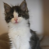 Flubber, 7 weeks old