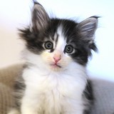 Fuji, 7 weeks old