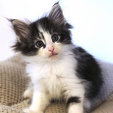 Fuji, 7 weeks old