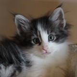 Fuji, 7 weeks old