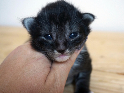 Galyan, 2 weeks old