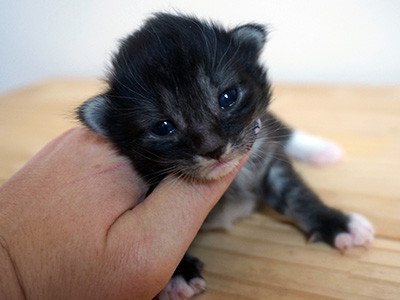 Galyan, 2 weeks old