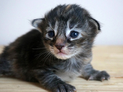 Gemma, 2 weeks old