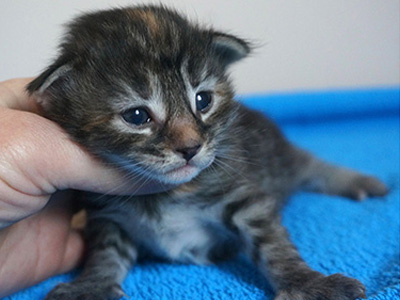 Gemma, 2 weeks old