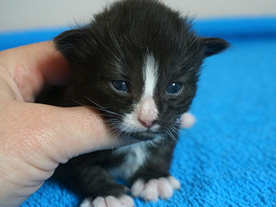 Ghost, 2 weeks old