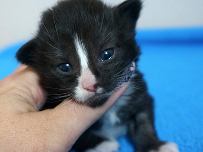 Ghost, 2 weeks old